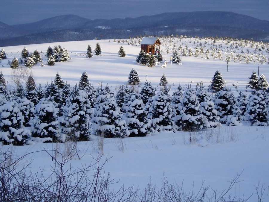 Viewers' Choice Best Christmas tree farms in NH