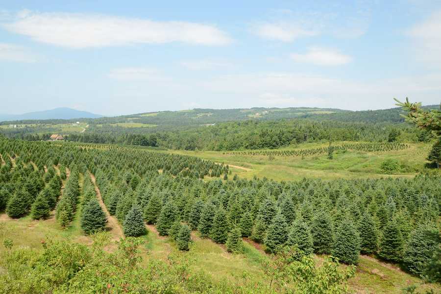 Viewers' Choice Best Christmas tree farms in NH