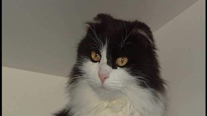 To adopt Sheba contact the Manchester Animal Shelter:603-628-3544; www.ManchesterAnimalShelter.org