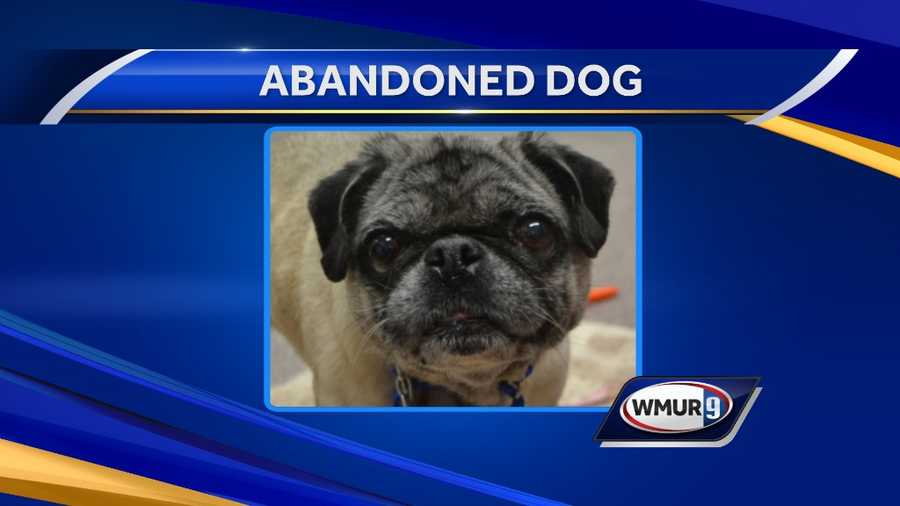 Stratham police are investigating after an elderly dog was abandoned outside the New Hampshire Society for the Prevention of Cruelty to Animals on Wednesday night.