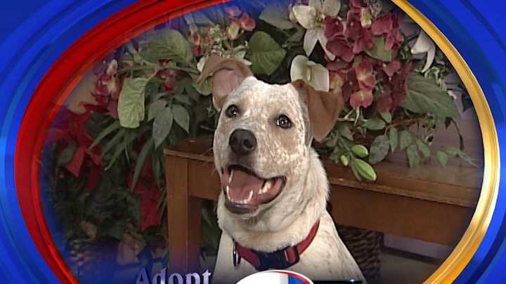 To adopt Sadie contact the Animal Rescue Network of New England:www.ARNNE.org ; 603-233-2872