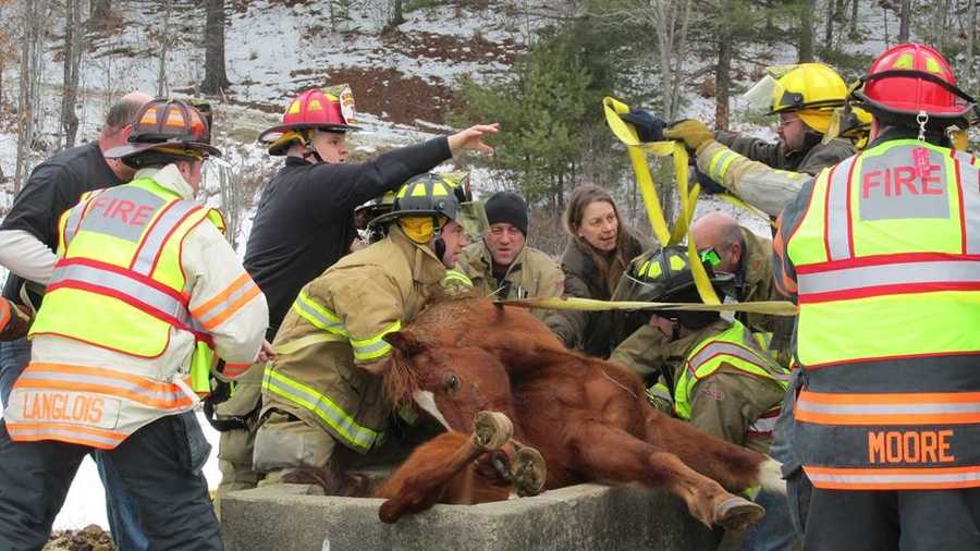 Firefighters had to rescue a horse in Goshen, New Hampshire, Sunday morning after it got stuck in a water trough.