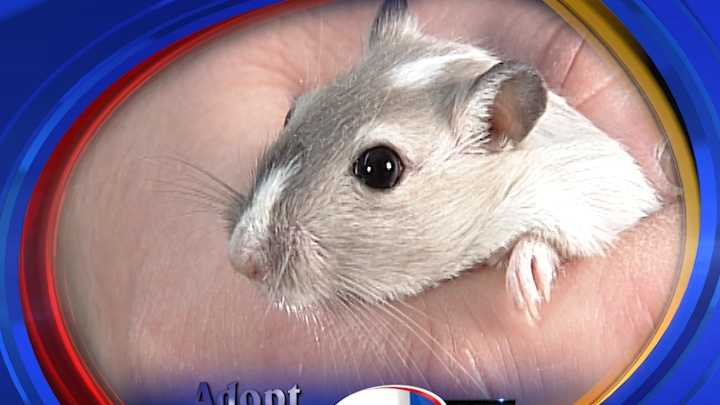 To adopt a pair of Gerbils contact the Animal Rescue League of NH:http://www.rescueleague.org ; Phone: 603-472-DOGS (3647)