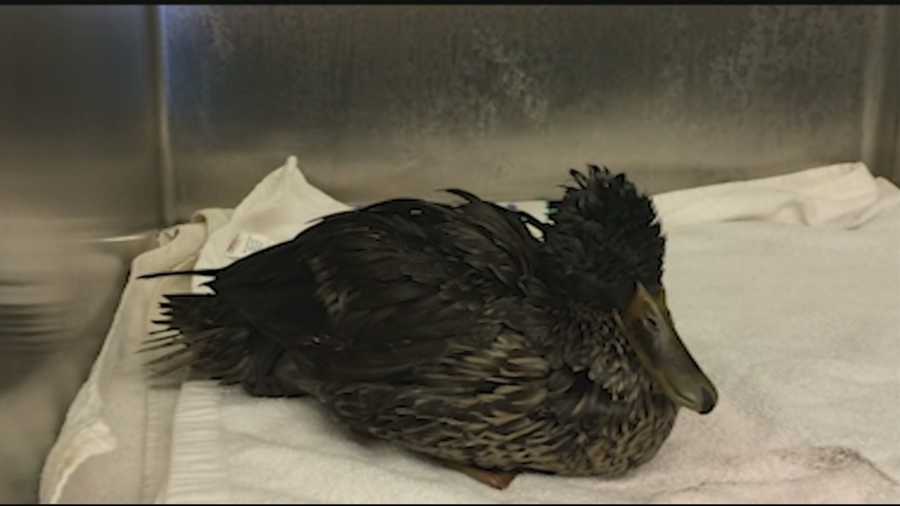 Wildlife experts are trying to figure out what killed 24 ducks that were found covered in an oily substance in a Penacook pond.