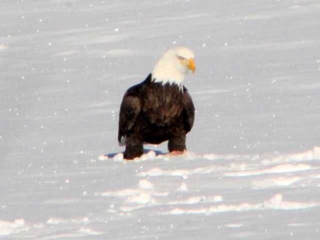 Rare bird alert: 7 bald eagles seen on Great Bay