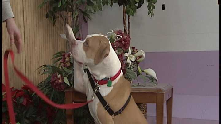 To adopt Lola, contact the Animal Rescue League of New Hampshire:603-472-DOGS (3647) ; www.RescueLeague.org