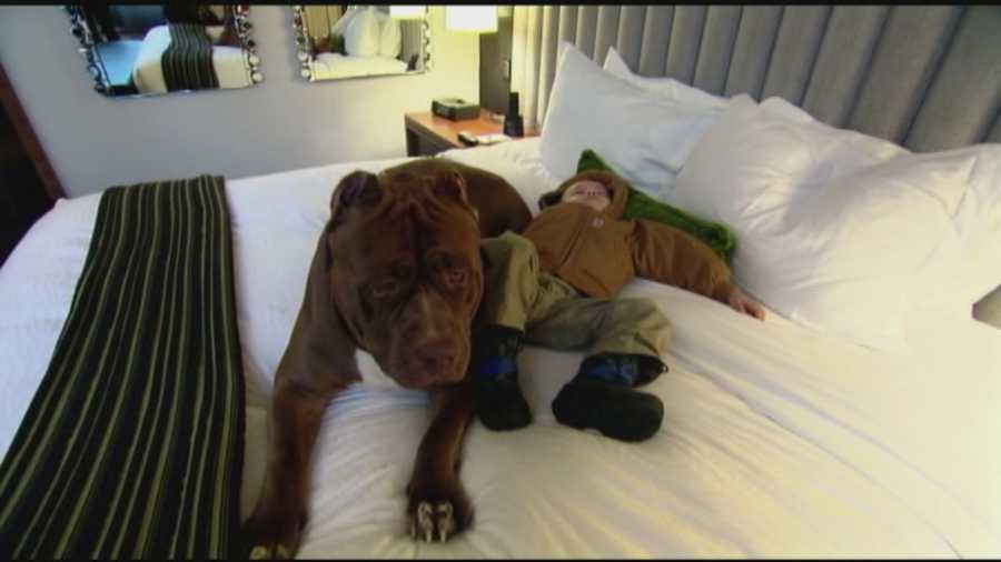 A New Hampshire pit bull named Hulk who weighs in at 175 pounds has become an Internet sensation. So ABC's Sara Haines took the gentle giant out for a spa day.