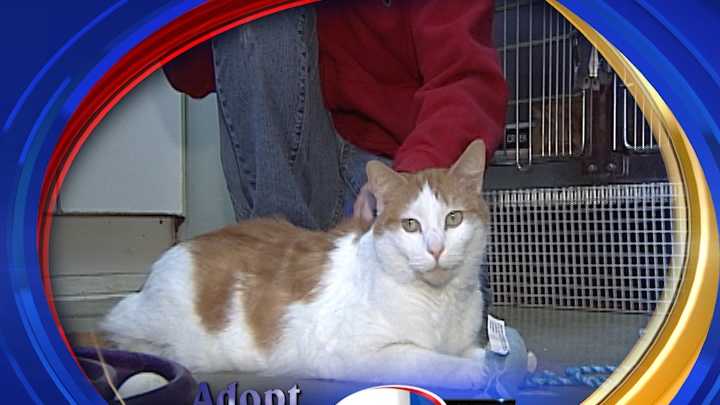 To Adopt Sanders contact the Manchester Animal Shelter: 603-628-3544;www.ManchesterAnimalShelter.org