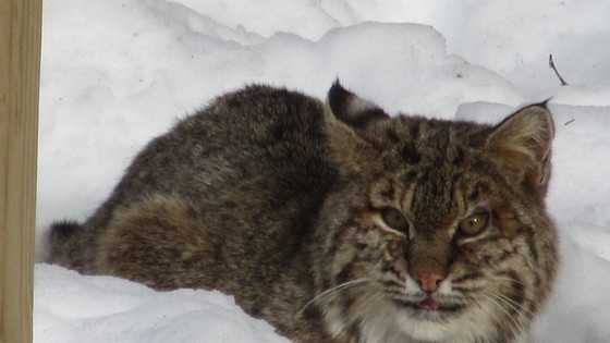 can i use dogs to hunt bobcats in maine