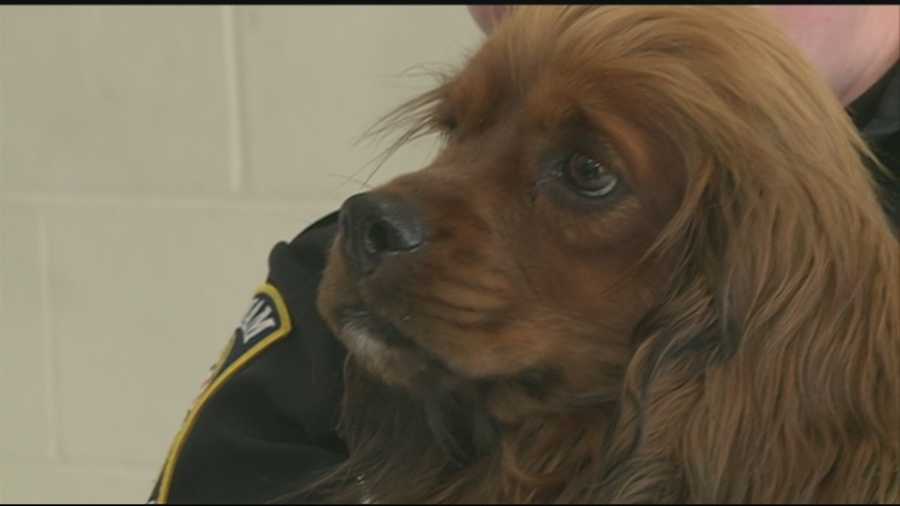 A cocker spaniel that is believed to be 6 or 7 months old has been caught after wandering the woods of Pelham for several weeks.