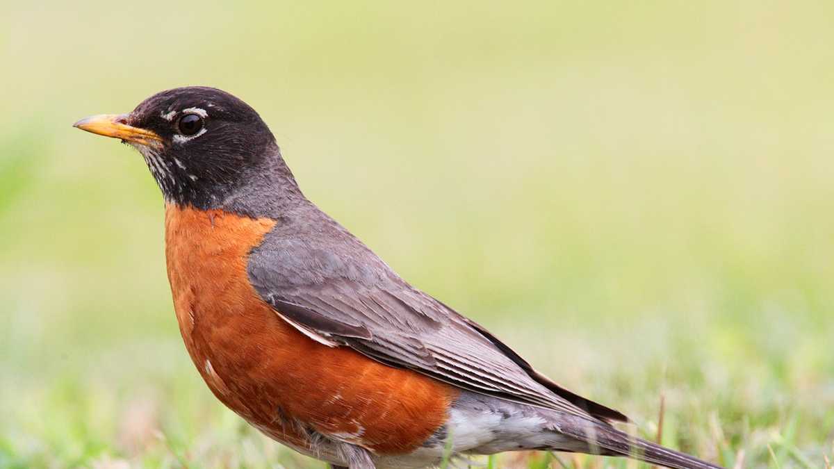 OUTDOORS: Robins return, you know what that means! - Newmarket News