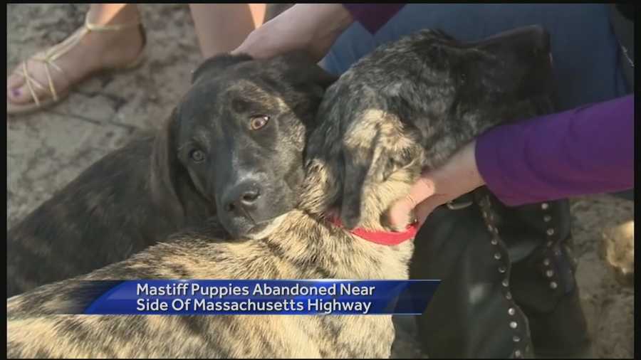 Two mastiff puppies were rescued by animal control officers in Massachusetts after being abandoned near a highway.