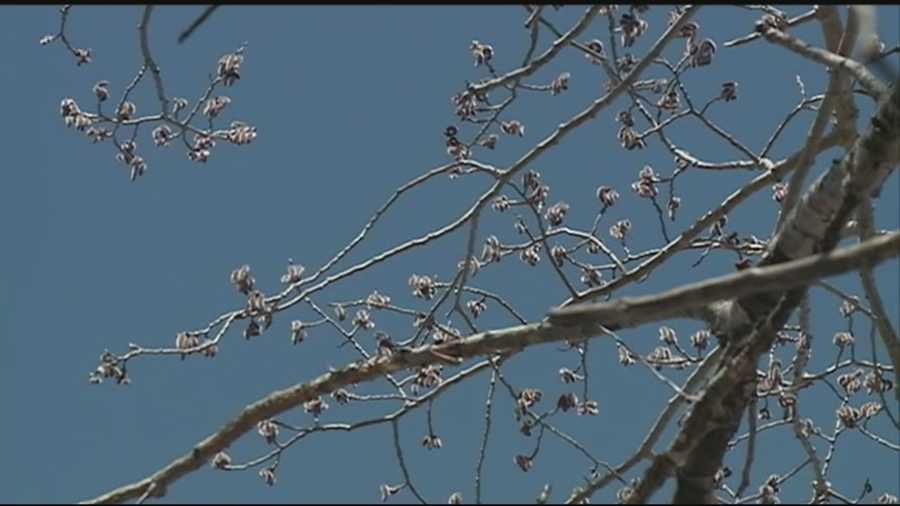 After a harsh winter, most of the snow is gone, there's a hint of green in lawns and pollen is in the air. And doctors said it could be a rough allergy season.