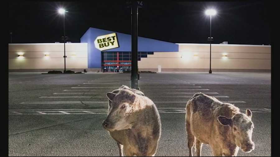 Some unusual visitors were spotted at the Mall of New Hampshire on Monday night when two cows wandered into the parking lot after hours.