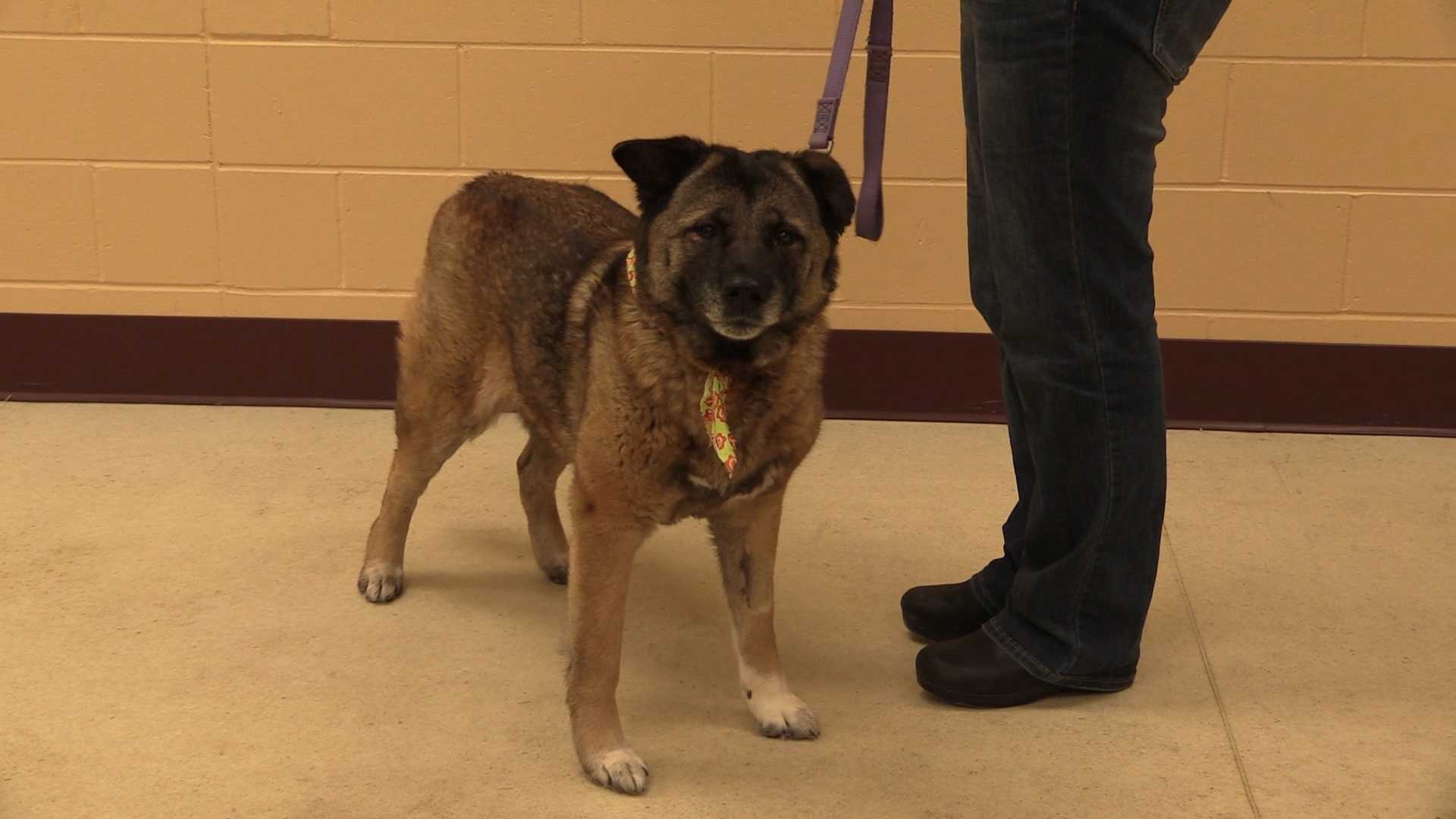 monadnock humane society dogs