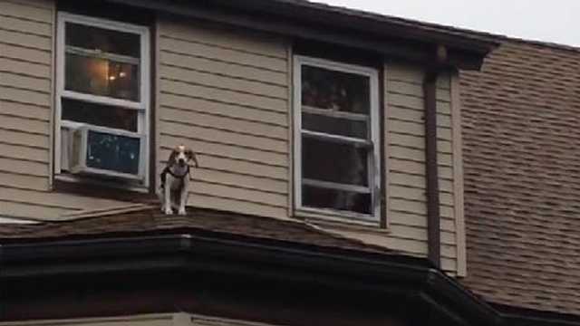 Dog takes a walk on roof of Massachusetts house, gets stuck