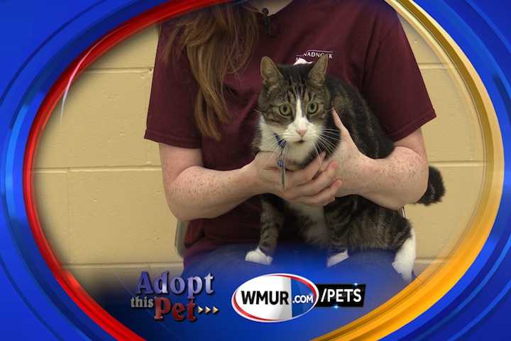 Monadnock humane society store cats