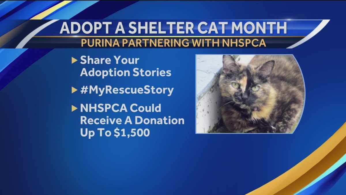 June Is Adopt A Shelter Cat Month