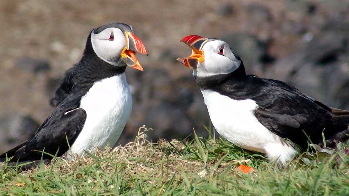 Atlantic Puffin  National Geographic