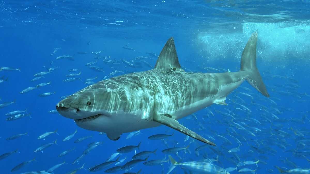 Maine is home to 8 types of sharks, from sand tigers to great whites