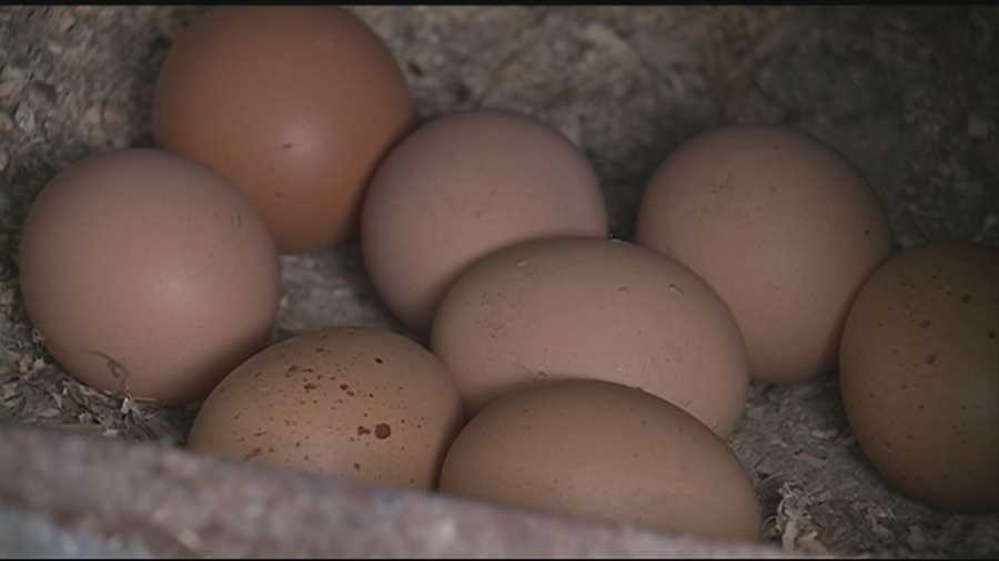 The nation's egg supply is shrinking because of an early spring outbreak of bird flu, and while no New Hampshire birds have tested positive, the state isn't unscathed.