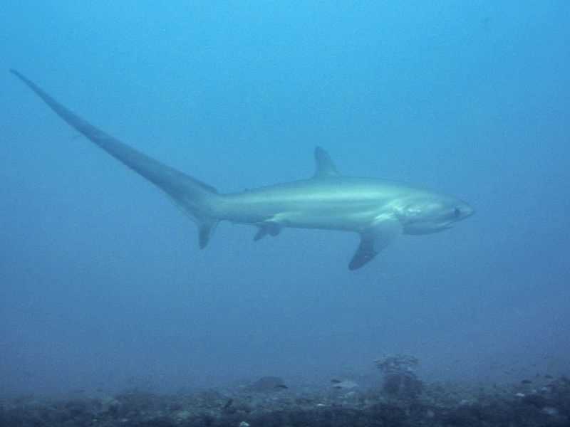 Sharks that typically roam waters off New Hampshire