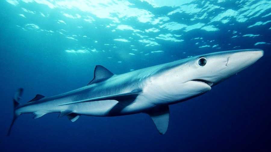 Blue sharks can get as big as 12 feet and are targeted by recreational fishermen.