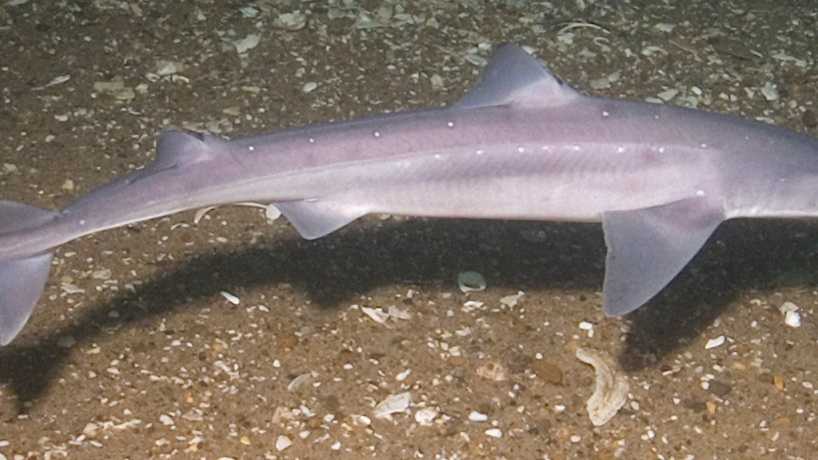 Sharks that typically roam waters off New Hampshire