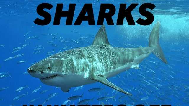 Here is a look at the 8 sharks that typically roam the waters off New Hampshire.