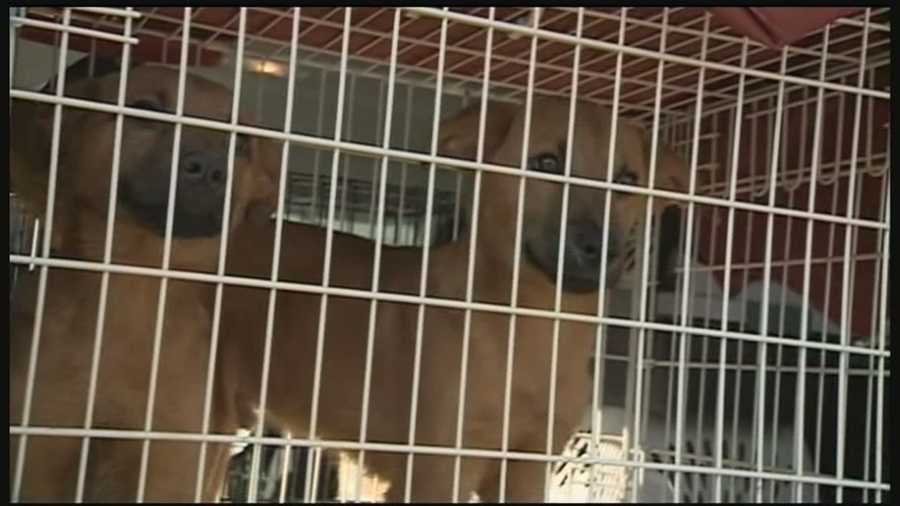 Dozens of dogs and 8 cats removed from an Ossipee doggie spa today.