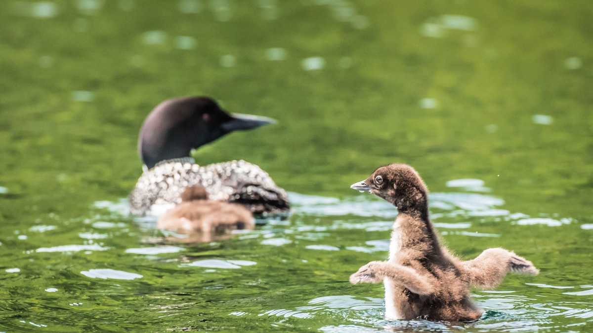 Loon Festival is Saturday