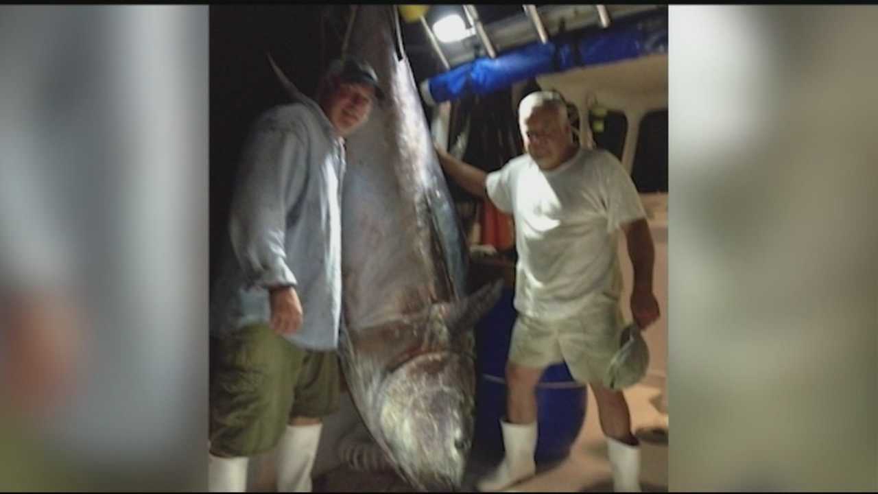 Fishermen Reel In Big Tuna Catches Off Coast