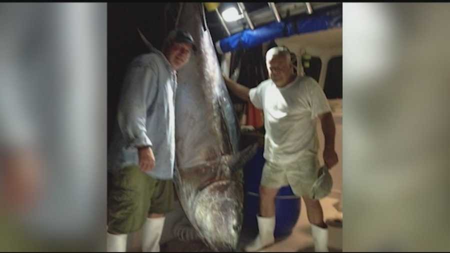 Some fishermen have been having luck recently hauling in giant bluefin tuna off the New Hampshire coast.