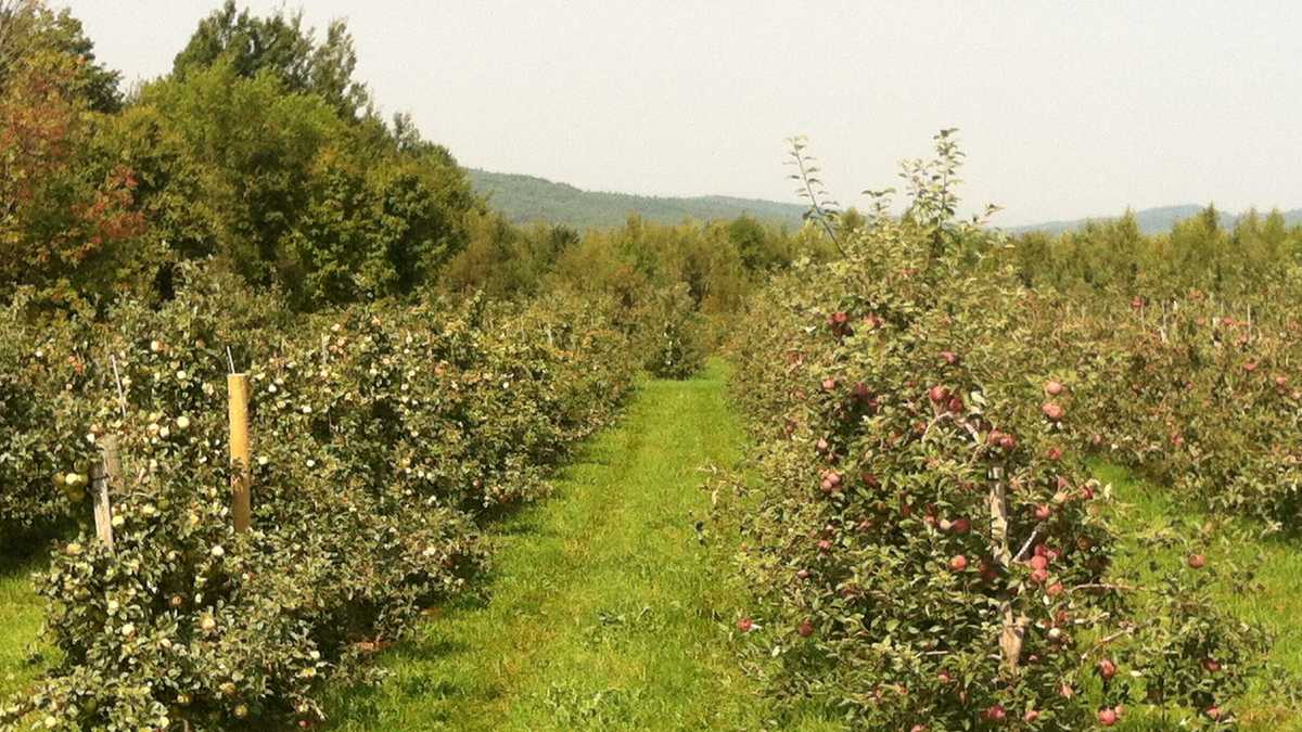 Apple orchards are within an arm's reach throughout the county