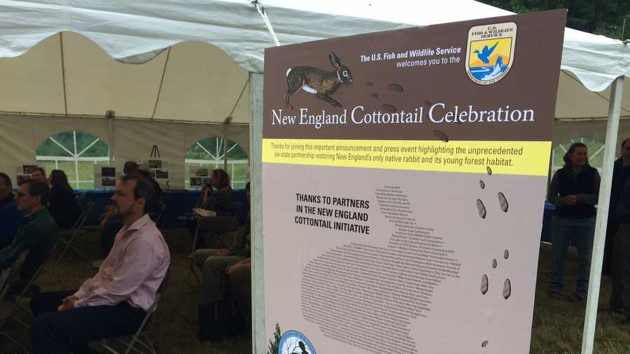 Feds say New England cottontail doesn't need protection