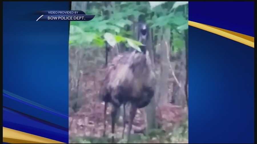 Bow police are trying to capture an emu on the loose. Stephanie Woods reports