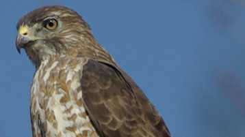 Watch raptor migration in Peterborough, Concord