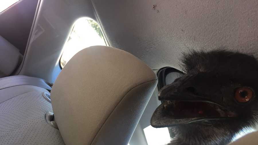 An emu that ran loose through Bow for more than a week was taken back home to Vermont in the back of a Prius.