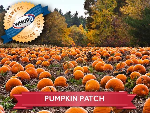 nh pumpkin patch