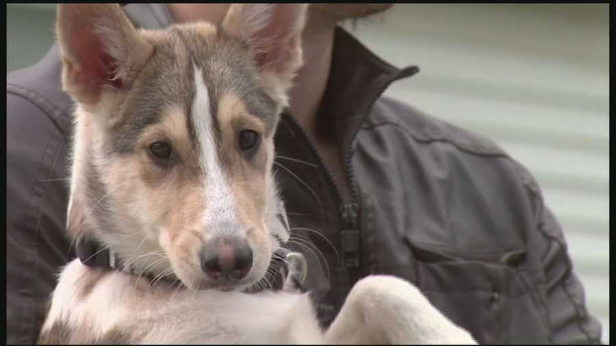 Maine Man Travels More Than 1 500 Miles To Adopt Puppy