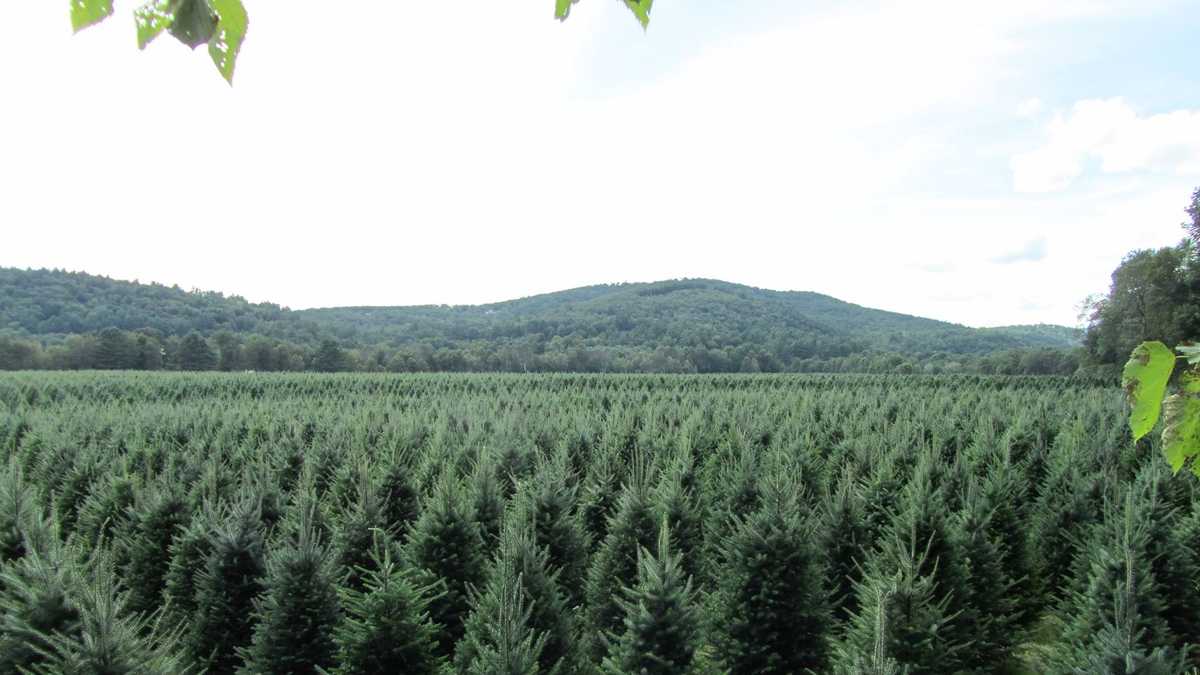 Viewers' Choice 2015 Best Christmas Tree Farms in New Hampshire