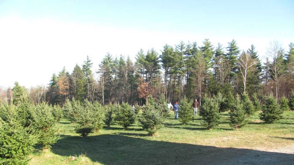 Viewers' Choice 2015 Best Christmas Tree Farms in New Hampshire