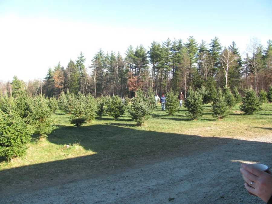 Viewers' Choice 2015 Best Christmas Tree Farms in New Hampshire