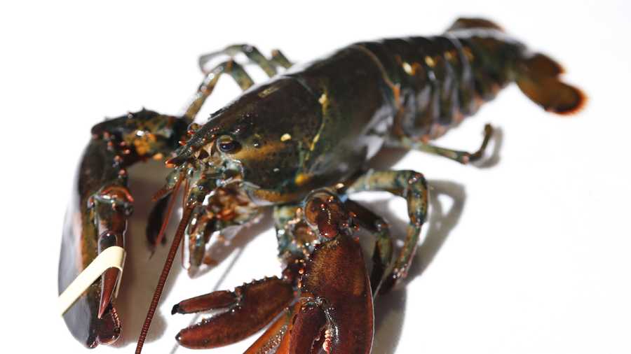 A four-clawed female lobster is seen at Ready Seafood Co., Thursday, March 10, 2016, in Portland, Maine. The crustacean was most likely caught in Canadian waters before being sold to the wholesale lobster company. The owners said it will be given to the state's marine resource lab.