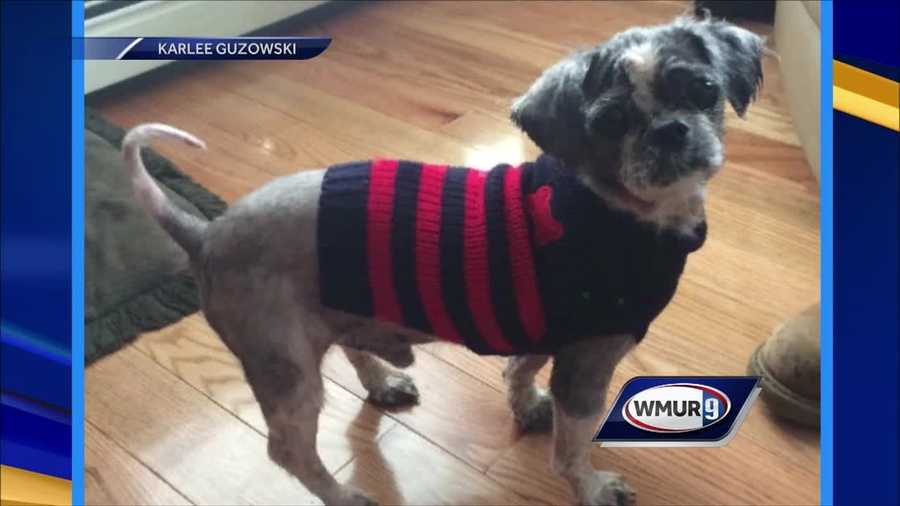 Shih Tzu Stevie was found neglected in a Londonderry apartment and now has a new home. But his new owners need help paying for the bills for cancerous tumor.