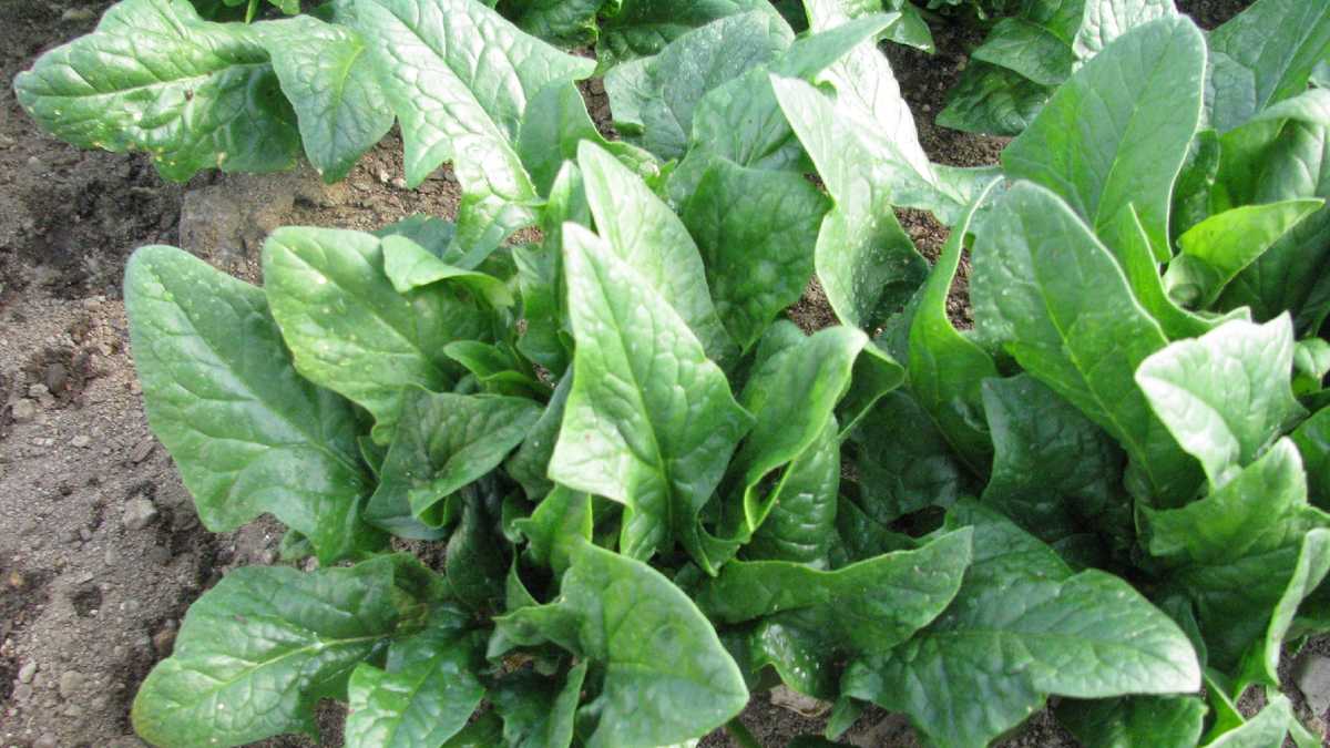 Research Underway To Help Grow Spinach In Winter