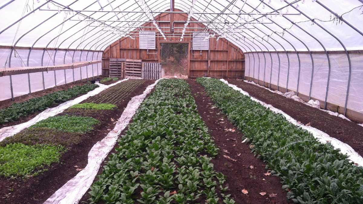 More than 35 New Hampshire farms now offer shares