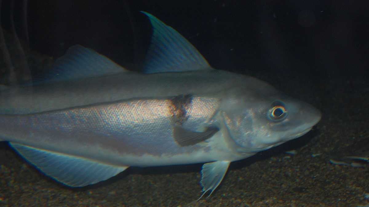 NH fishermen now allowed to bag more haddock