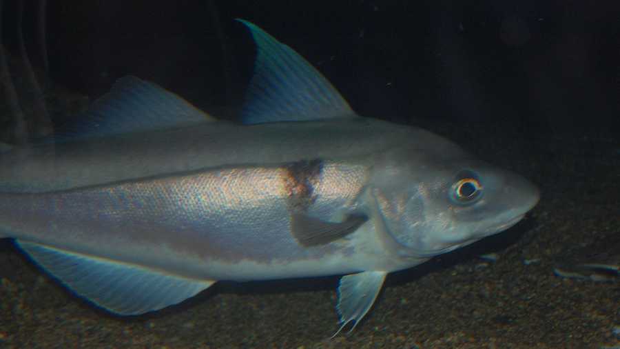 NH fishermen now allowed to bag more haddock