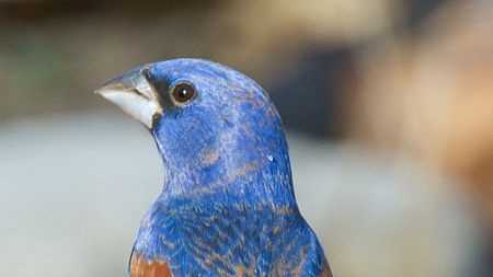 Blue Grosbeak - Jay's Bird Barn